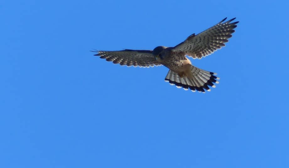 Falke Freiheit